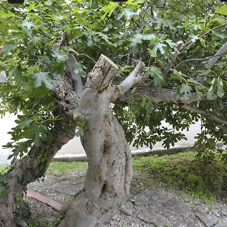 Holiday home The House Aunt Regina Dragove