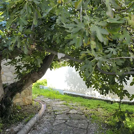 The House Aunt Regina Dragove